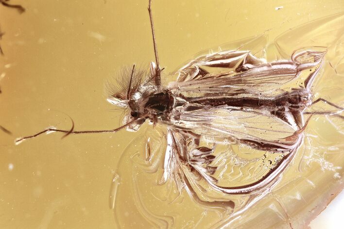 Detailed Fossil True Midge (Chironomidae) in Baltic Amber #357782